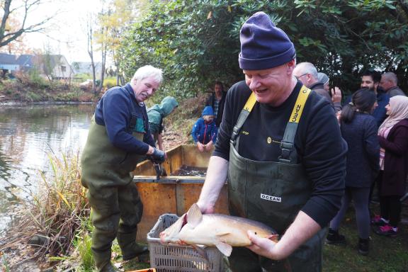 Schlammige Angelegenheit Angler holen Karpfen aus dem BirkenhainTeich