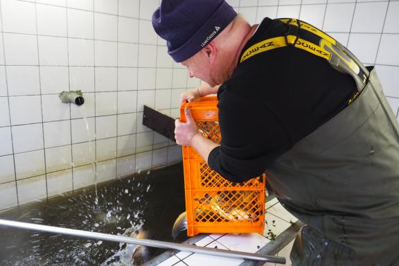 37+ Gezielt Fische Aus Teich Holen, Bei deiner angegebener fischzahl,