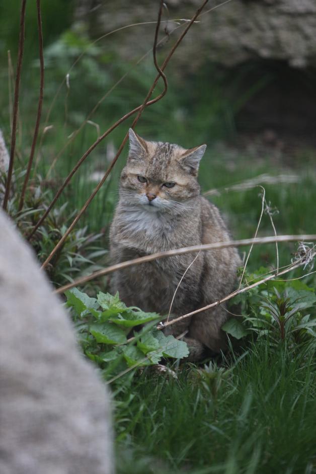 Eine Wildkatze sitzt im Gras eines Tiergeheges.