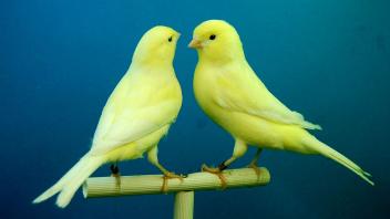 Zwei Kanarienvögel