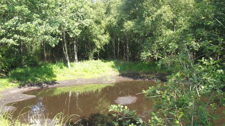 Mit den neuen Teich wurde in Jevenstedt ein blühendes Biotop geschaffen. Er soll auch zum Wiedervernässen des benachbarten Moorwalds beitragen.