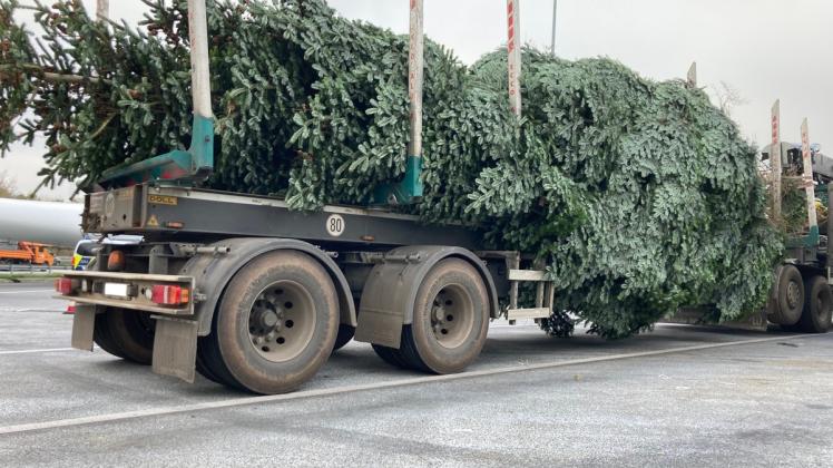 Die Tanne für den Weihnachtsmarkt auf dem Flensburger Südermarkt lag auf einem Sattelauflieger für Langholztransporte, als die Polizei ihn auf der A7 stoppte.