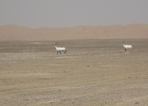 Auf der Arabischen Halbinsel leben Weiße Oryx-Antilopen.