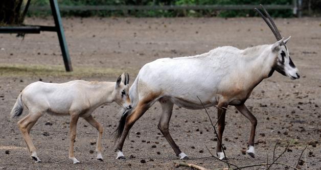 Bei uns kann man Arabische Oryx-Antilopen nur im Zoo anschauen.