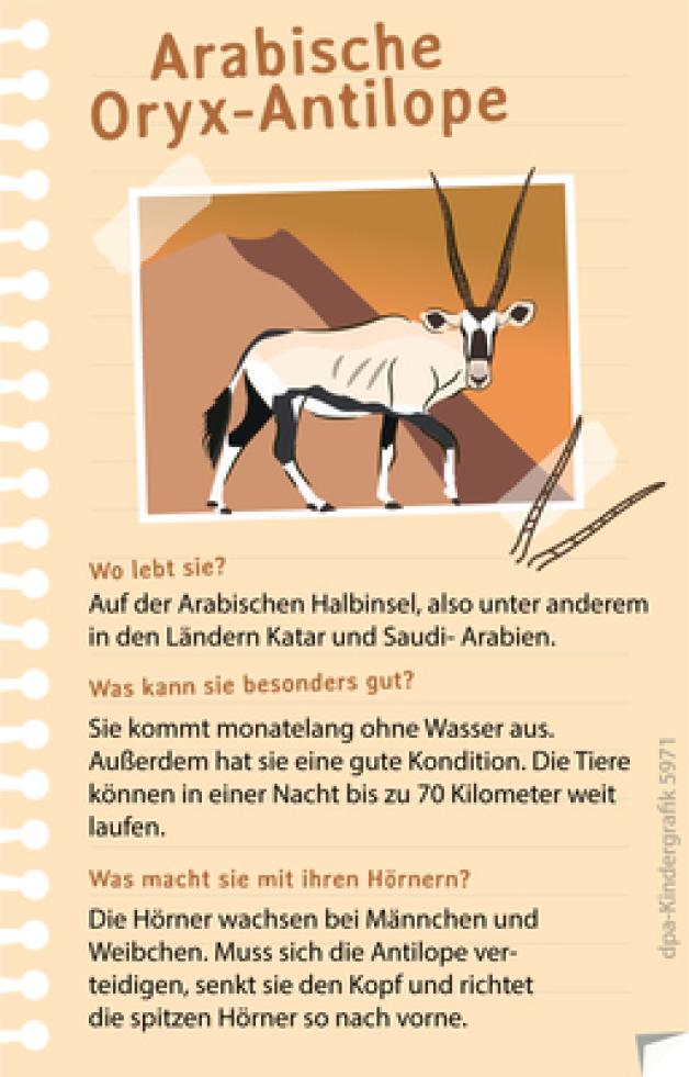 Der Steckbrief der Arabischen Oryx-Antilope.