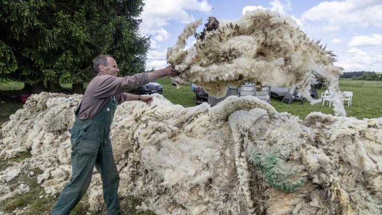 Mit beiden Händen wirft ein Helfer die frisch geschorene Wolle eines Schafes auf einen riesigen Berg bereits angesammelter Wolle. Pro Tier fallen etwa drei bis vier Kilo Wolle an.