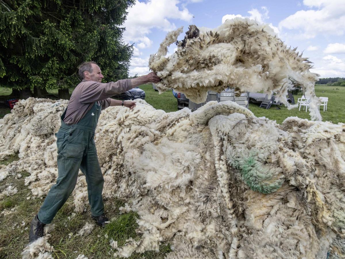 Schafwolle aus Ostfriesland als Dämmstoff-Alternative fürs Haus?