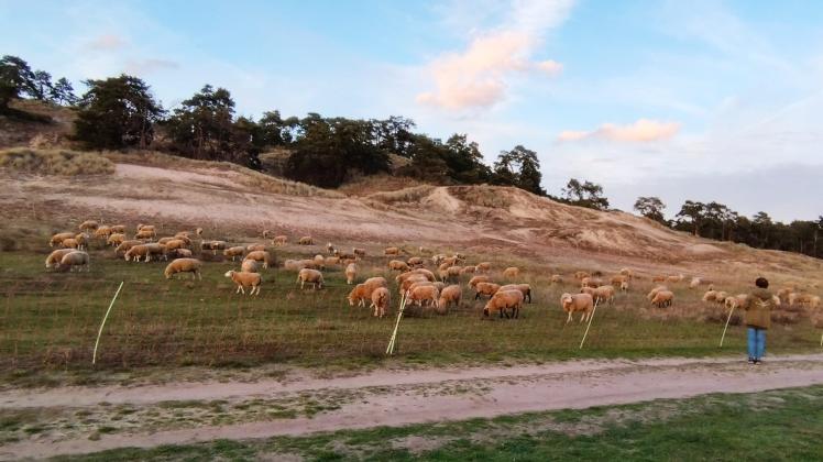 Rund 300 Schafe von Maik Gersonde haben in den vergangenen Tagen am Fuß der Binnendüne Klein Schmölen geweidet, um mit ihrem Fraß und Tritt die Landschaft offenzuhalten.