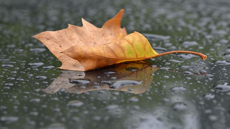 Herbstliches Blatt im Regen