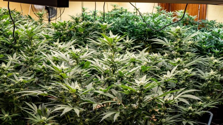 Cannabis-Plantage Drogen Polizei Durchsuchung Bahrenfleth Angeklagter Haft Betäubungsmittel Handel Konsum Landgericht Itzehoe Verfahren Marihuana Ecstasy Kokain Cannabis
