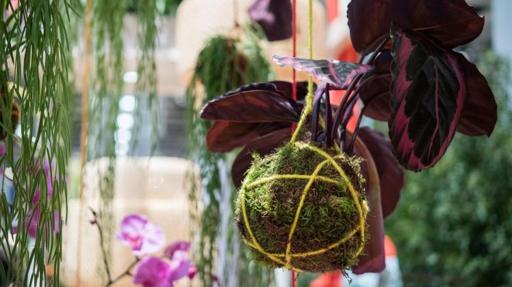 Kokedama: Ein Trend mit hängenden Pflanzen