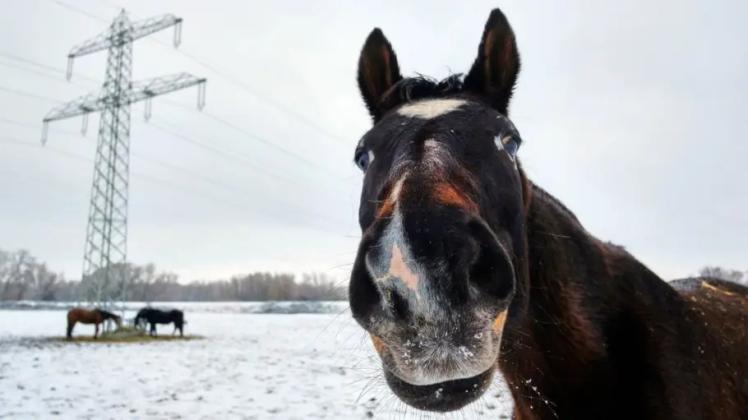 Pferd auf verschneiter Weide
