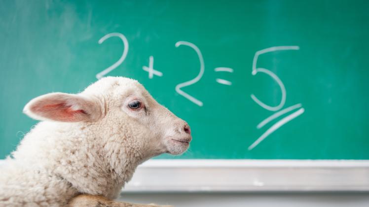 Ein bisschen schwerer werden die Quizfragen schon - aber Sie sind ja auch kein Schaf!