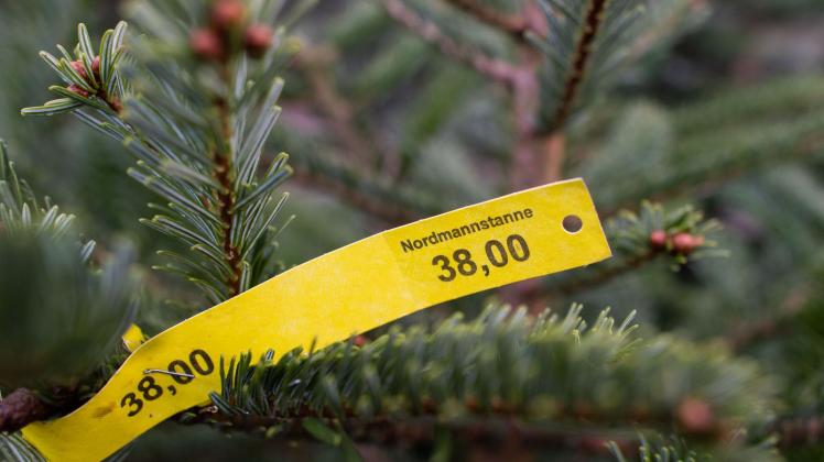 Preise für Weihnachtsbäume bleiben stabil