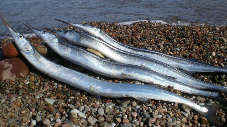 Sylt und die Fische: Was sich im Meer vor der Insel tummelt