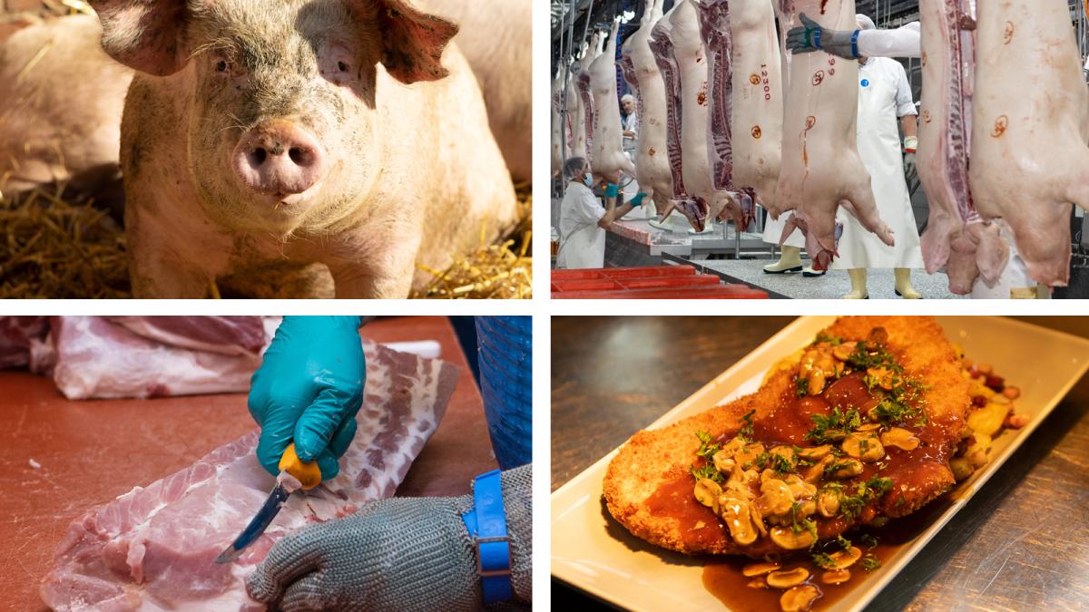 In 50 Bildern: Vom Schwein im Stall zum Schnitzel auf dem Teller | NOZ