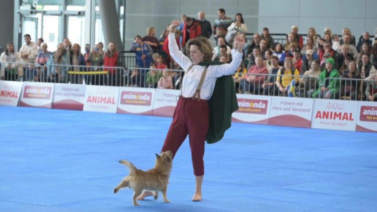 Dog Dance-Meisterschaft: Wenn Hunde das Tanzbein schwingen