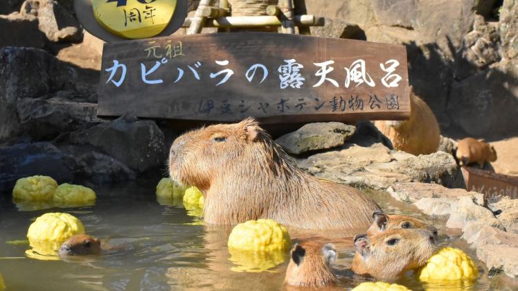 Japans Wasserschweine