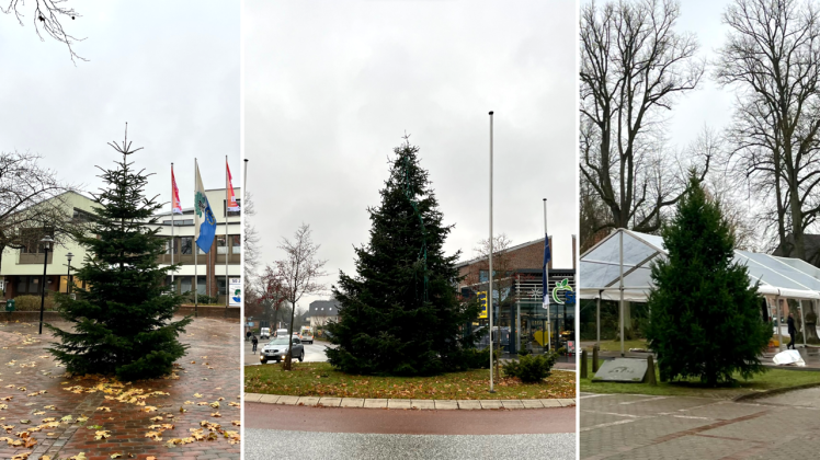 Drei Orte, drei Bäume: Die Weihnachts-Tannen in Trittau stehen.