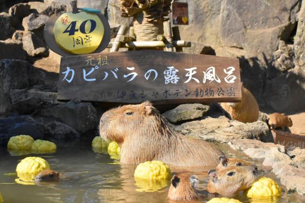 Wasserschweine im heißen Bad des Zoo Izu Shaboten. Wasserschweine im heißen Bad des Zoo Izu Shaboten.