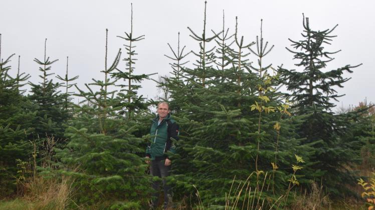 Vor zehn Jahren hat Hans Andresen die Nordmanntannen auf einem Feld in Böklund eingepflanzt. Mittlerweile sind sie so groß, dass sie als Weihnachtsbäume verkauft werden können.