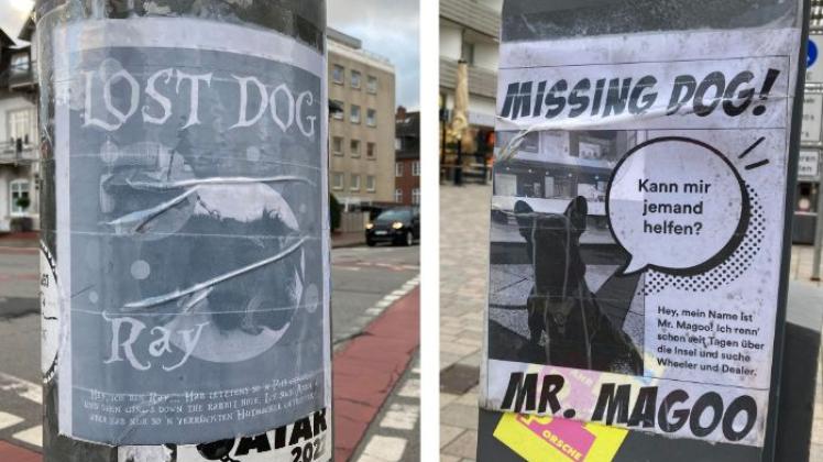 Missing Dog vermisster Hund Plakate Sylt Westerland