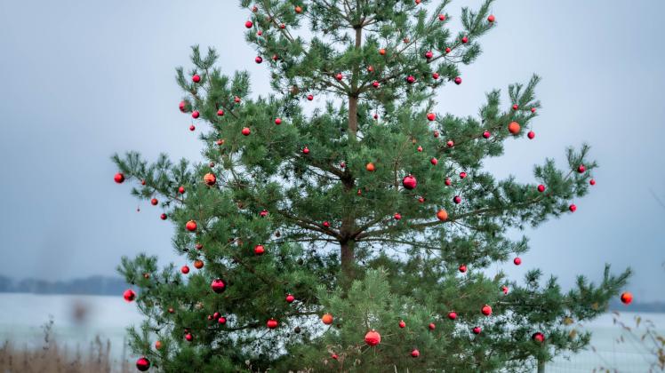 Diesen Weihnachtsbaum kennen wohl alle, die auf der B 104, Ortsumgehung Schwerin tagtäglich fahren.