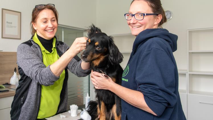 Keine Sorge, Praxishund Pelle ist nicht krank. Er wird von den Tierärztinnen Daniela Nankemann (links) und Ines Rahenbrock nur für das Foto ein Ohr zur Säuberung hinhalten.