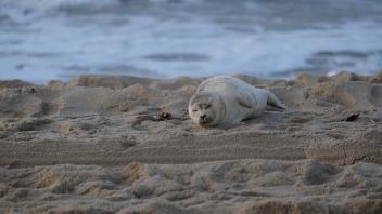 Junge Seehunde sind durch das anhaltend stürmische Wetter der vergangenen Wochen und jetzt durch das Sturmtief Poly stark gefährdet.