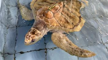 Bali rettet Meeresschildkröten in Not