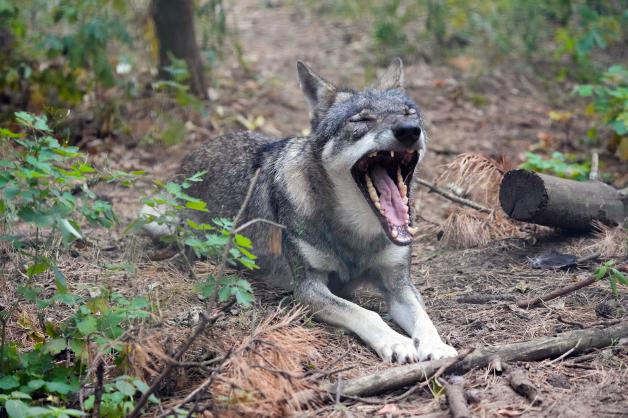 Dieser Wolf lebt in einem Wildpark, nicht frei in der Natur.