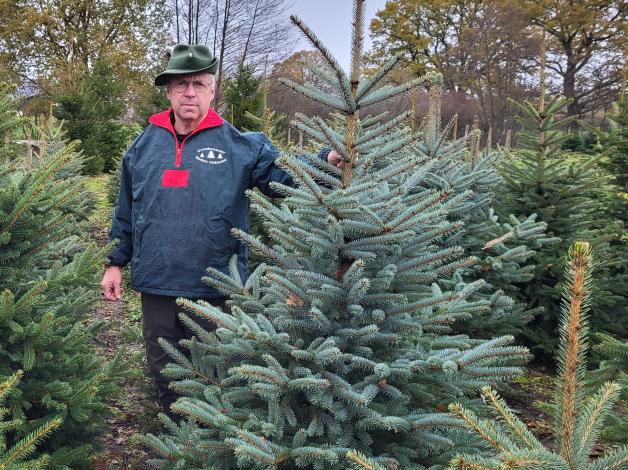 TannenbaumKauf Vorteile und Nachteile der Bäume im Vergleich