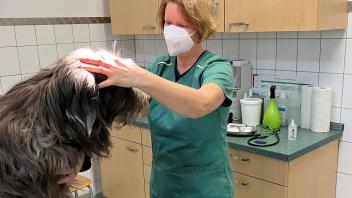 Tierärztin Peggy Zarpentin untersucht eine Augenverletzung bei Hund Cami