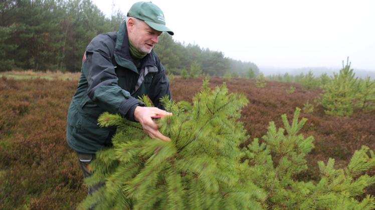 Förster Matthias Fiedelmann vom Forstamt Radelübbe sichert hier eine Kiefer aus der Heidelandschaft nahe Hagenow für den Weihnachtsbaumverkauf. Am 10. Dezember lädt das Forstamt ein.