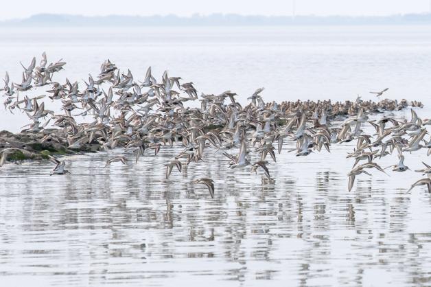 Millionen Zugvögel machen am Wattenmeer Pause. Manche ziehen hier ihre Jungen auf.