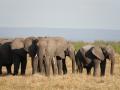 Elefanten im Ruaha-Nationalpark