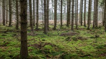 Waldzustandsbericht - Wald im Nationmalpark Eifel