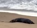 RUSSIA, MAKHACHKALA - DECEMBER 3, 2022: Seen in this video screen grab is a dead seal on a beach in Kirovsky District of