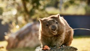 Wombat im Symbio Wildlife Park