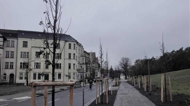 Die Ernst-Thälmann-Straße wurde bereits mit Bäumen bepflanzt, die besser an den Klimawandel angepasst sind. 