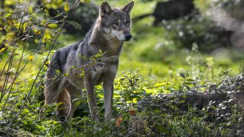 Solitary Eurasian wolf / lone grey wolf (Canis lupus lupus) hunting in forest in autumn / fall 3334B3TB