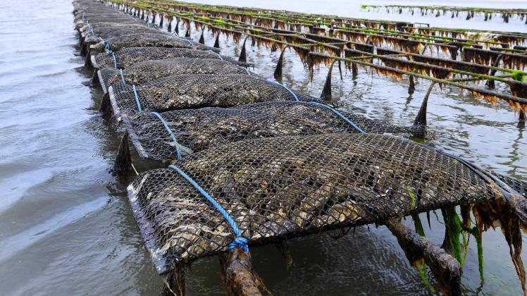 List: Sylter Austern ziehen vom Watt ins Winterlager | SHZ