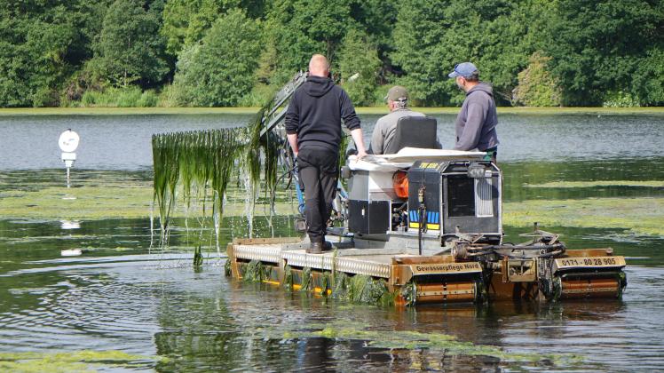 Jahresrückblick 2022: Algen befallen Rantzauer See in Barmstedt | SHZ