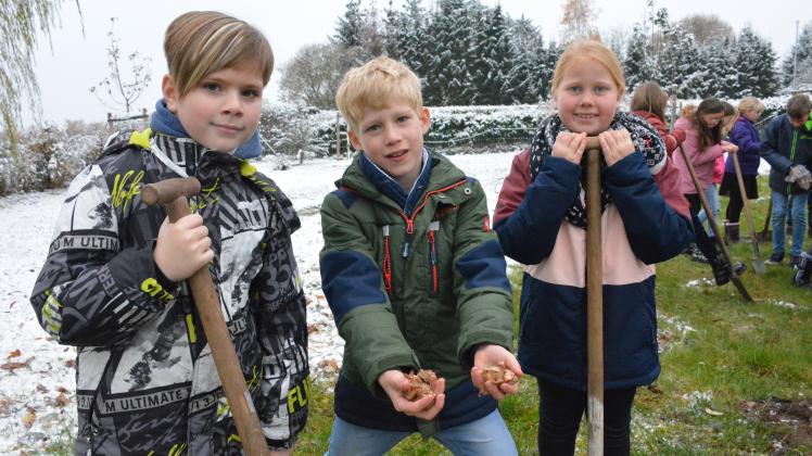 Die Drittklässler der Grundschule Kummer - hier Levi (l.), Finn und Lotta - steckten auf der Streuobstwiese Zwiebeln, aus denen im Frühjahr Krokusse und Schneeglöckchen wachsen sollen. 