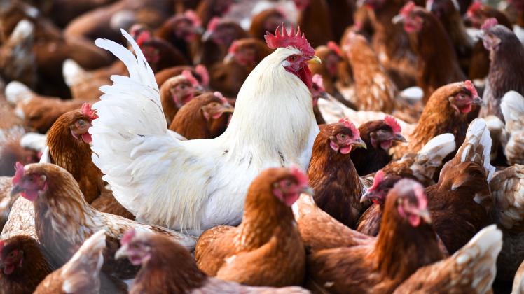 Weiterer Ausbrüche der Vogelgrippe befürchtet