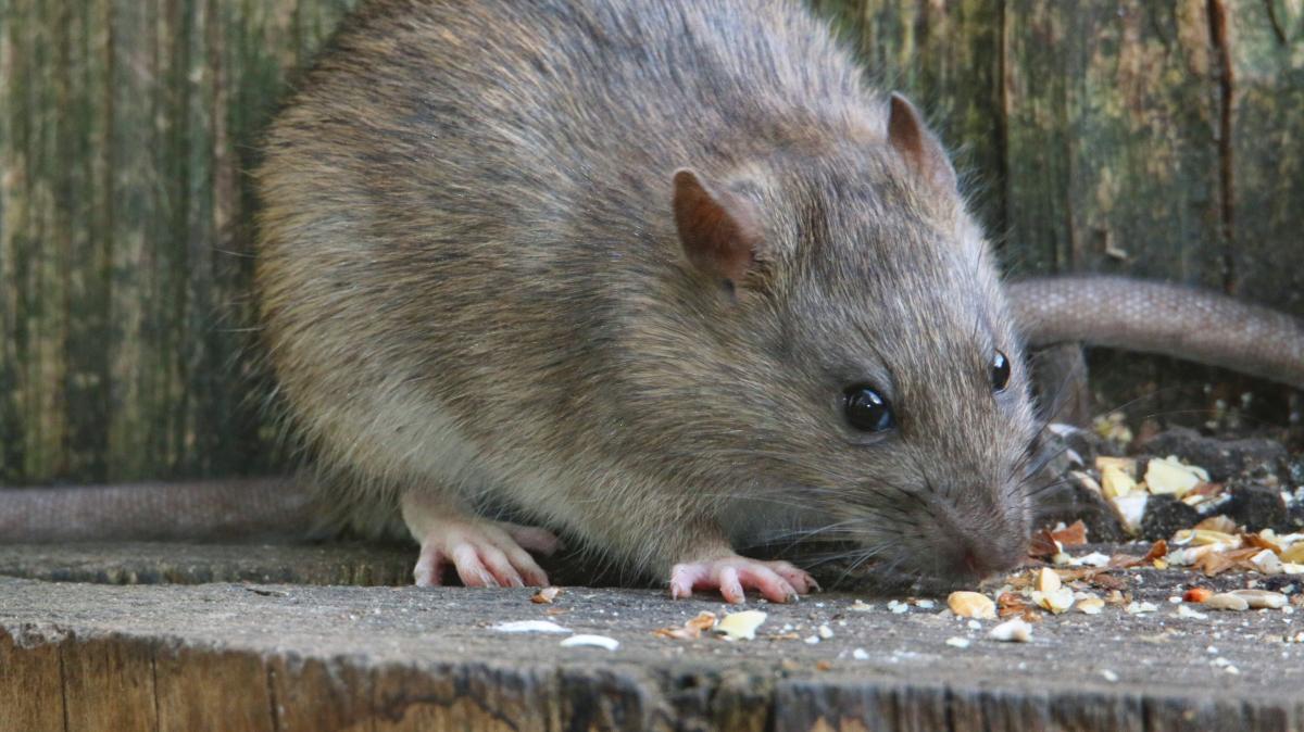 Ratten in Bad Oldesloe: Kammerjäger zu Maßnahmen bei Rattenbefall
