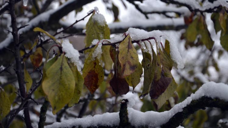 In diesem Jahr keine Seltenheit: An den Bäumen hängt noch Laub, während die Äste bereits mit Schnee bedeckt sind. 