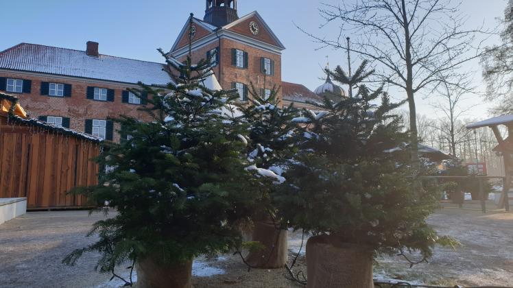 Weihnachtsbäume vor dem Schloss Eutin