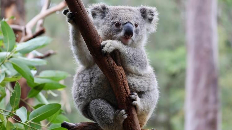 Wiederansiedlung von Koalas