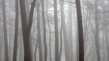Baumstämme von Buchen und Kiefern in einem nebelverhangenen Mischwald im Herbst, Herbst *** Tree trunks from Booking and